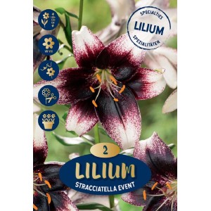 Giglio Hocus Pocus: Fiore estivo rosa-giallo, ideale da recidere.