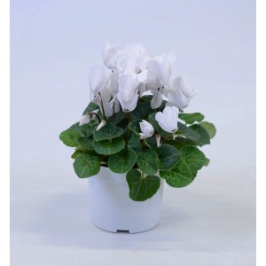 Ciclamino Midi a fiore grande bianco in vaso (circa 12 cm Ø).