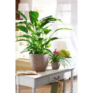 Vaso per piante Scheurich 920 Earth, Ø 25 cm, con pianta verde e bromelia sul tavolo.