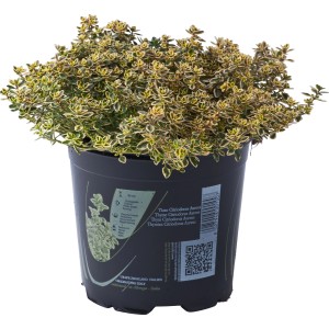 t.b.t. in vaso, una pianta aromatica per giardino e cucina.