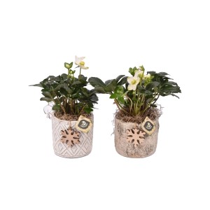 Due composizioni di piante da interno t.b.t. in vasi decorativi.