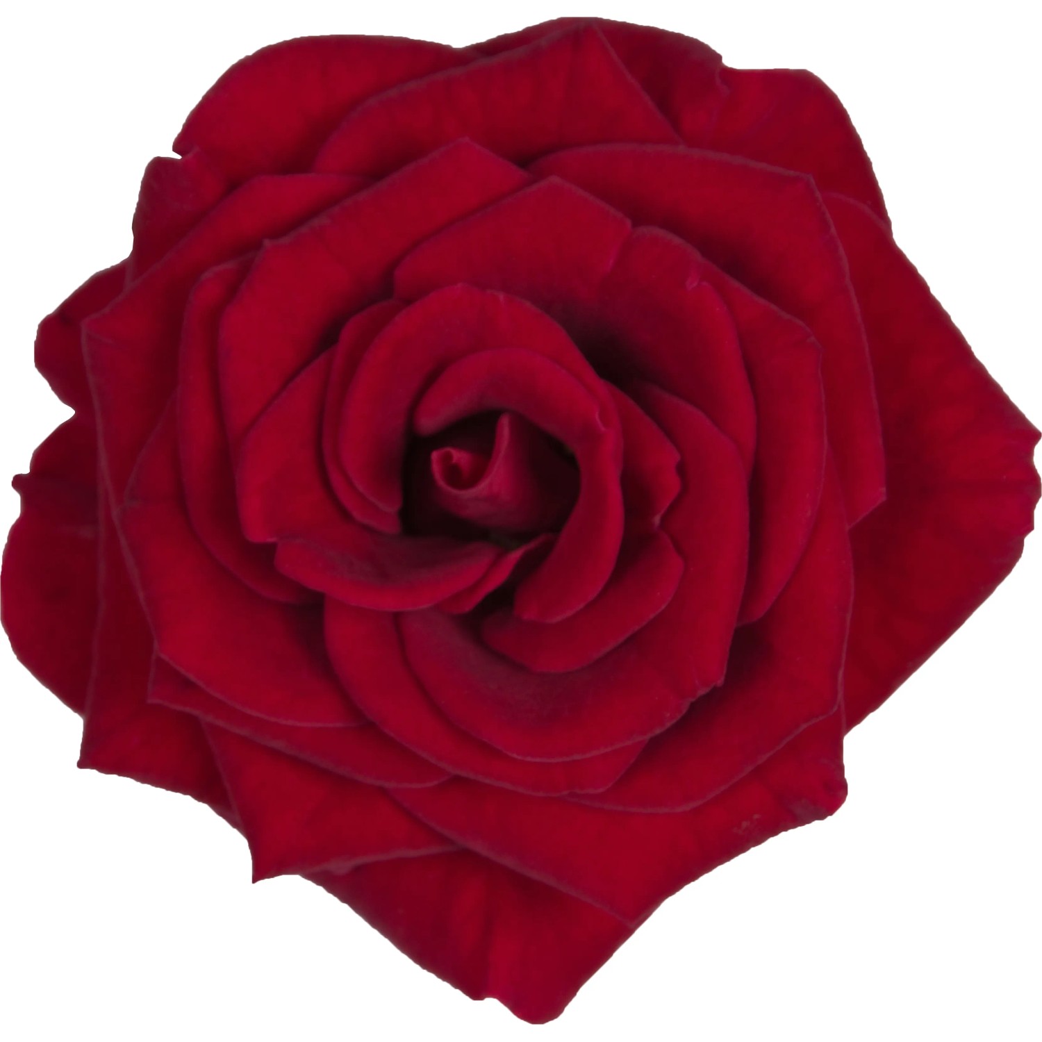 Primo piano di una rosa da interno rossa con petali vellutati.