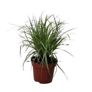 Pianta ornamentale verde t.b.t. in vaso marrone per interni.