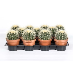 Molti cactus Echinacea in vaso su un vassoio.