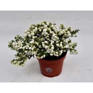 Arbusto t.b.t. con bacche bianche in vaso.