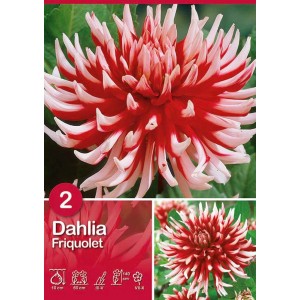 Dalia 'Friquolet': Fiore rosso e bianco, bulbo da fiore per aiuole e giardini.