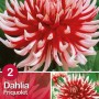 Dalia 'Friquolet': Fiore rosso e bianco, bulbo da fiore per aiuole e giardini.