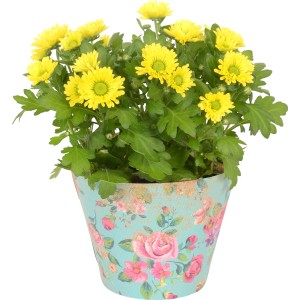 Crisantemo giallo in vaso con coprivaso floreale, vaso-Ø ca. 10,5 cm.