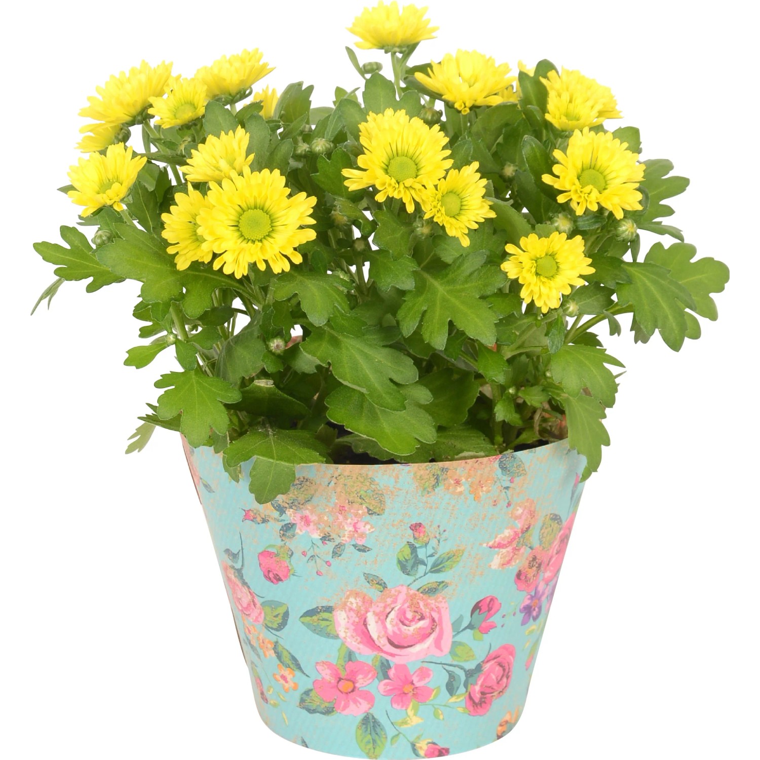 Crisantemo giallo in vaso con coprivaso floreale, vaso-Ø ca. 10,5 cm.