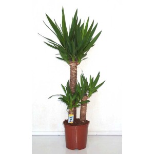 Yucca da interno in vaso, foglie verdi. Pianta verde decorativa per interni.