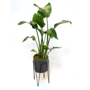 Strelitzia in vaso con supporto in metallo, composizione di piante per interni.