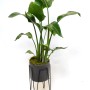 Strelitzia in vaso con supporto in metallo, composizione di piante per interni.