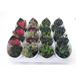 Diverse specie di cactus e piante grasse in piccoli vasi su un vassoio.