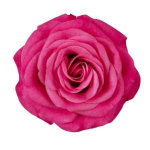 Primo piano di una rosa da interno Imola bicolore (rosso/bianco) con petali arricciati.