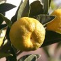 Agrume giallo sull'albero, categoria: Altri alberi da frutto.