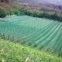 Rete di protezione verde su un campo, categoria: reti di protezione.