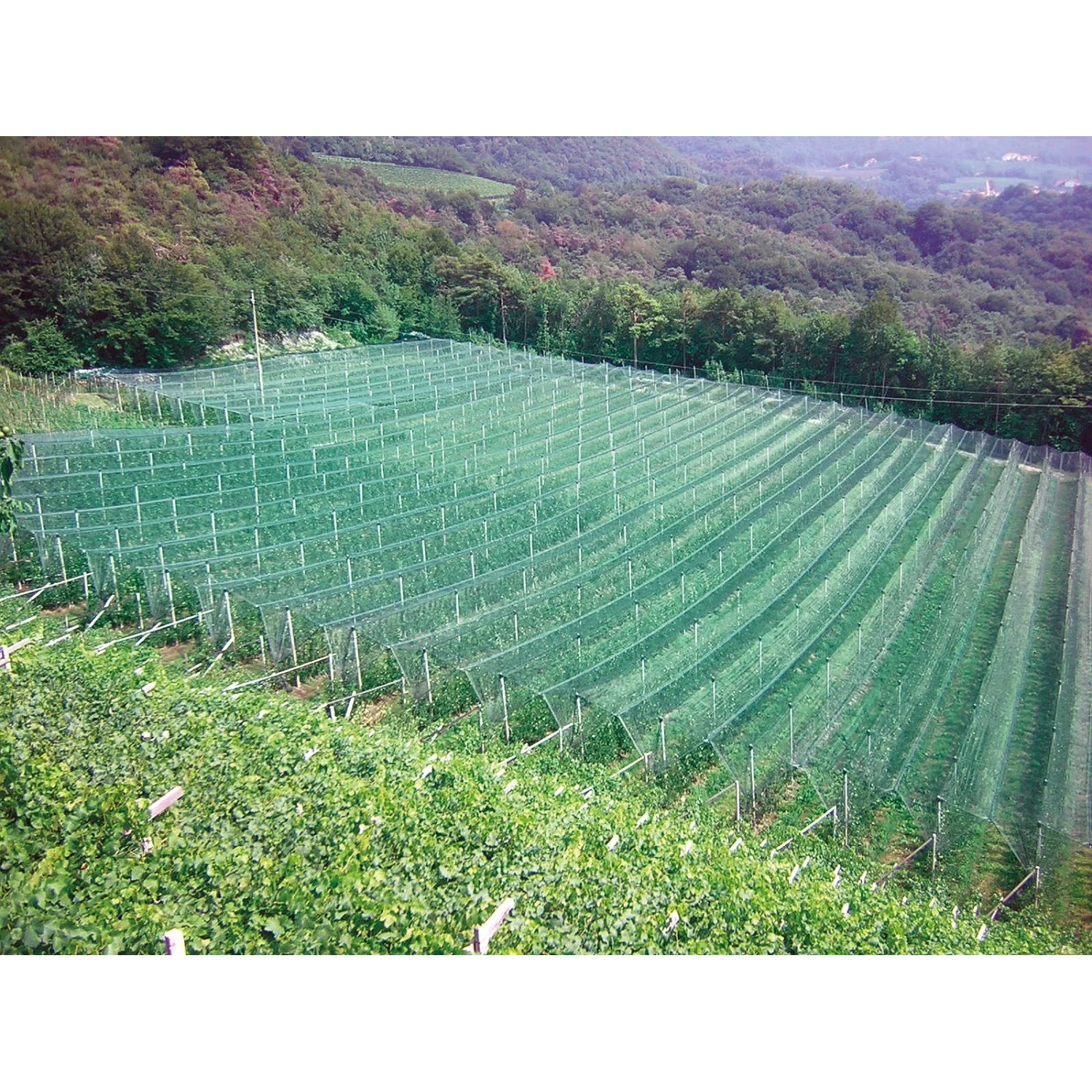 Rete di protezione verde su un campo, categoria: reti di protezione.