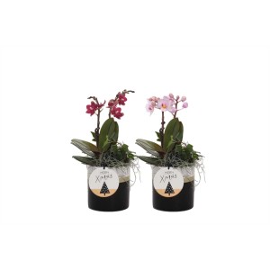 Due piante da vaso fiorite (orchidee) con decorazioni natalizie in vaso.