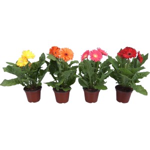 Gerbera in vari colori in vaso (circa 12 cm Ø).