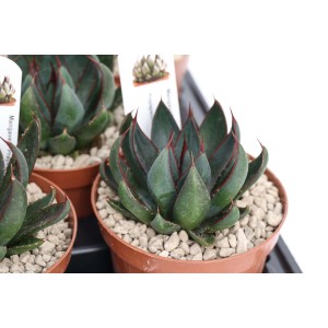 Succulenta Mangave in vaso, foglie verdi con punte rosse.
