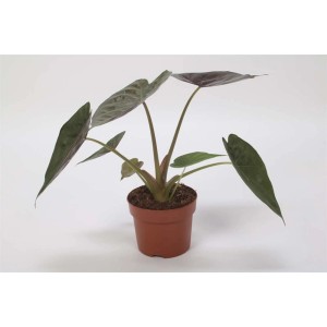 Pianta d'appartamento t.b.t. in vaso, foglie verdi. Pianta decorativa da interno.