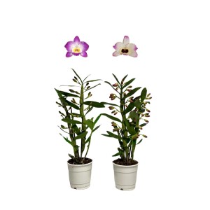 Due orchidee di bambù rosa Star Class in vaso, con fiori e boccioli.