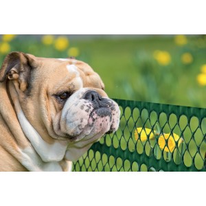 Bulldog guarda attraverso una recinzione da giardino verde. Accessori da giardino sullo sfondo.