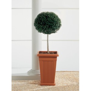 Albero a palla in vaso terracotta, quadrato, con scanalature.