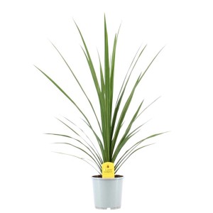 Pianta verde da interno t.b.t. in vaso, pianta decorativa per interni.