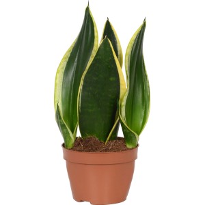 Sansevieria trifasciata in vaso marrone, ca. 12 cm Ø, pianta verde robusta.