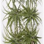 Composizione di Tillandsia in vaso di vetro, Ø vaso ca. 11 cm. Pianta d'appartamento decorativa.