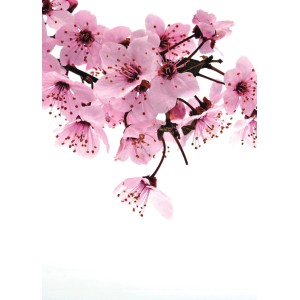 Carta da parati decorativa con delicati fiori di ciliegio rosa su sfondo bianco.