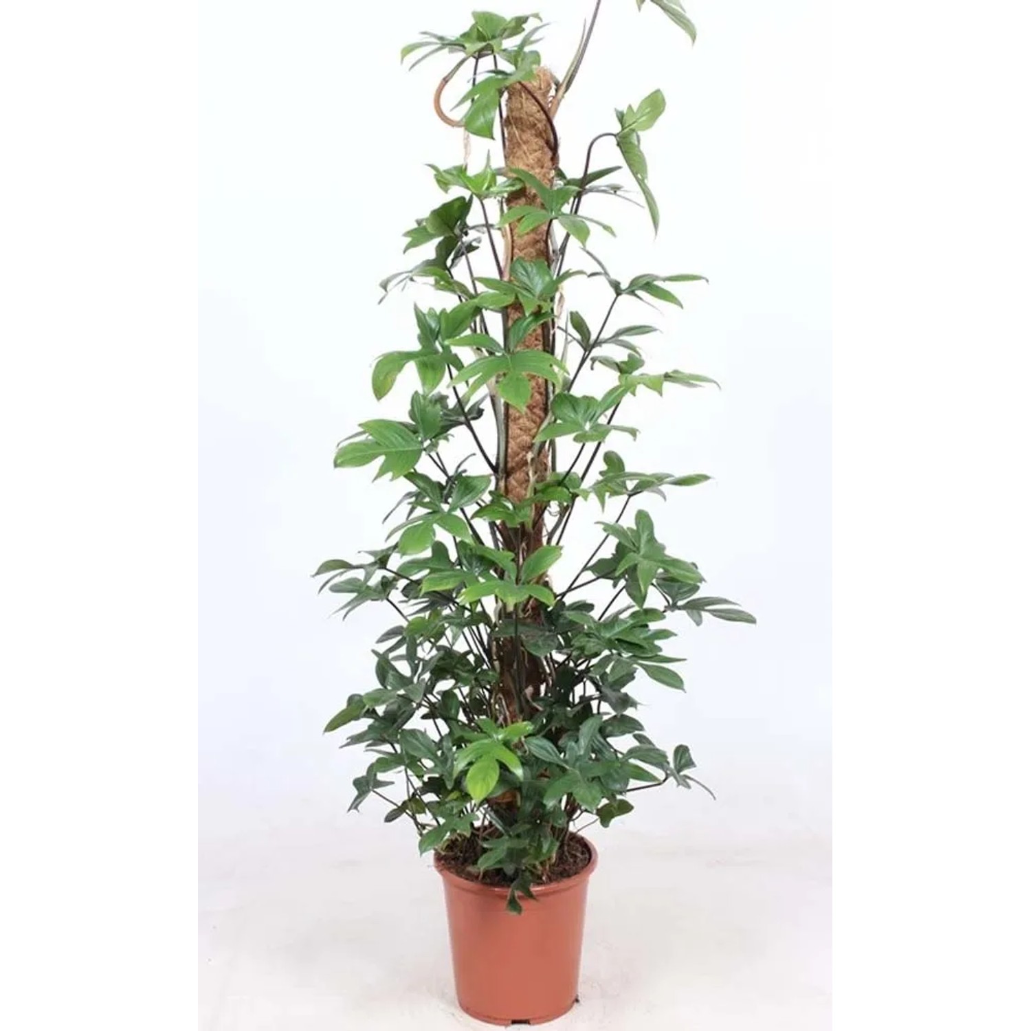 Shudehill Giftware Anatra in legno con messaggio di margherita, idea