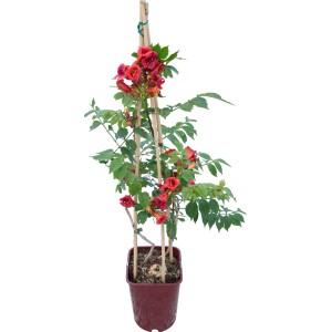 Bignonia 't.b.t.' in vaso con supporto per rampicanti, fiori rossi e foglie verdi.