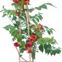 Bignonia 't.b.t.' in vaso con supporto per rampicanti, fiori rossi e foglie verdi.