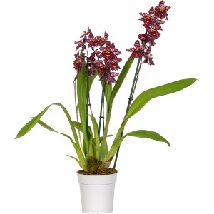 Mix speciale di orchidee Phalaenopsis in vaso (Ø 12cm) con fiori maculati rosso-bianchi.