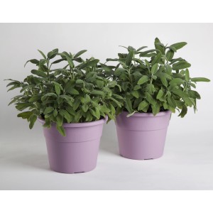 Due vasi viola con piante di salvia verde, Categoria: Vasi per piante.