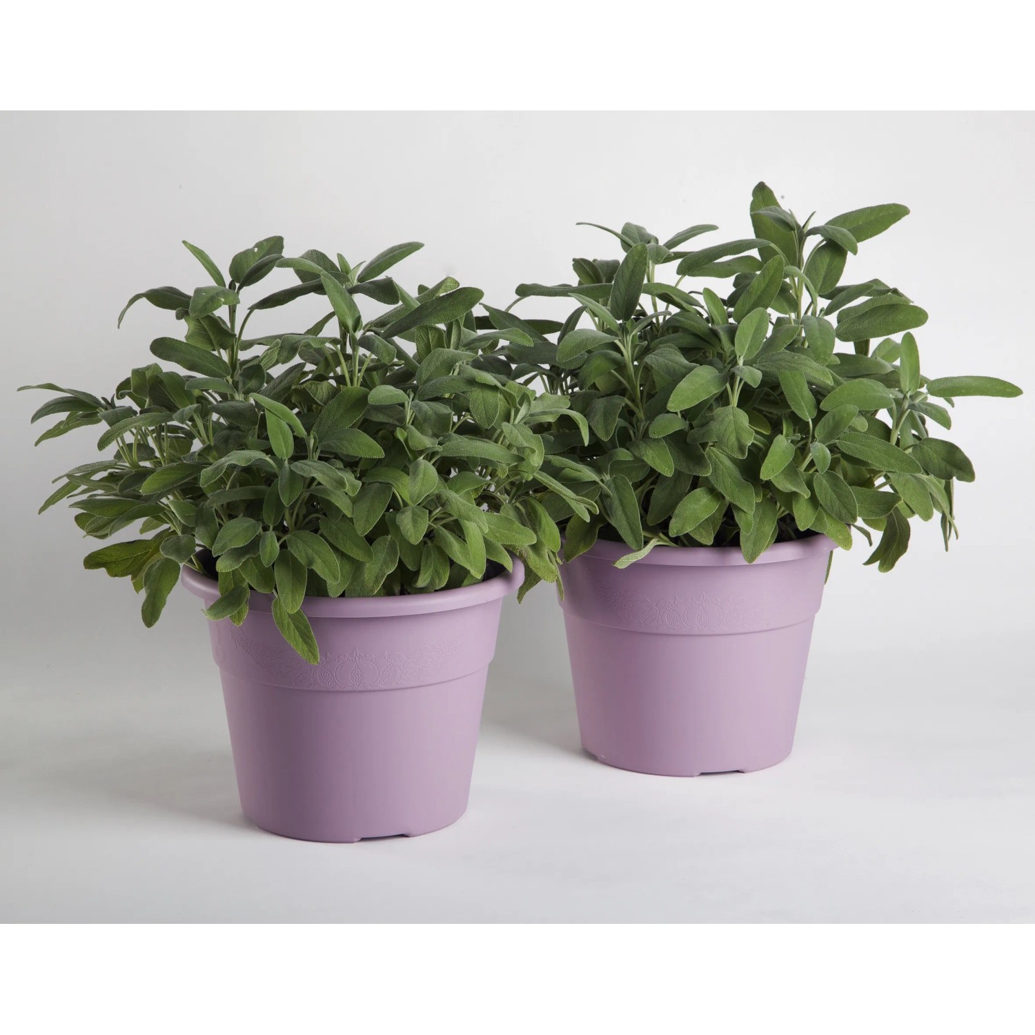 Due vasi viola con piante di salvia verde, Categoria: Vasi per piante.