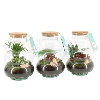 Terrarium Arrangement Vaso 17 cm