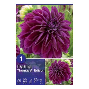 Dalia viola 'Thomas Edison': Fiore estivo per aiuole e bordure.