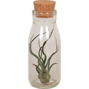 Tillandsia (Tillandsia ionatha) in vetro con tappo di sughero, vaso circa 11 cm.