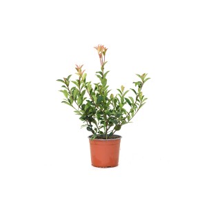 Fotinia Red Robin in vaso, altezza circa 45 cm, con foglie rosse e verdi.