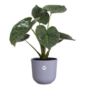 Vaso per piante Elho Jazz viola, Ø 23,1 cm. Il vaso include una pianta.