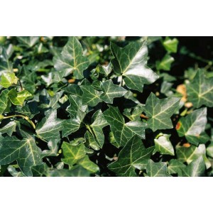 Primo piano di foglie verdi di Edera.