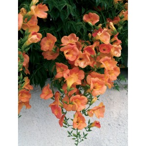 Pianta rampicante arancione con fiori a forma di tromba.
