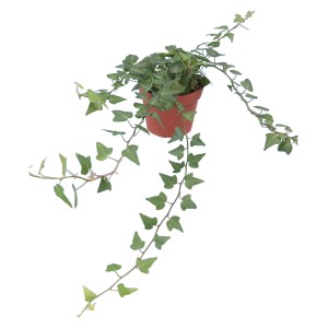 Edera verde (Hedera Helix) in vaso, circa 13 cm di diametro, pianta rampicante di GROW by OBI.