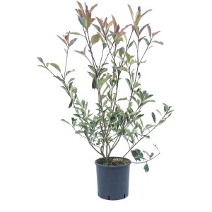 Photinia in vaso con foglie verdi e rosse.