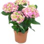 Ortensia da interni in vaso, vari colori, diametro vaso circa 14 cm, Hydrangea macrophylla.