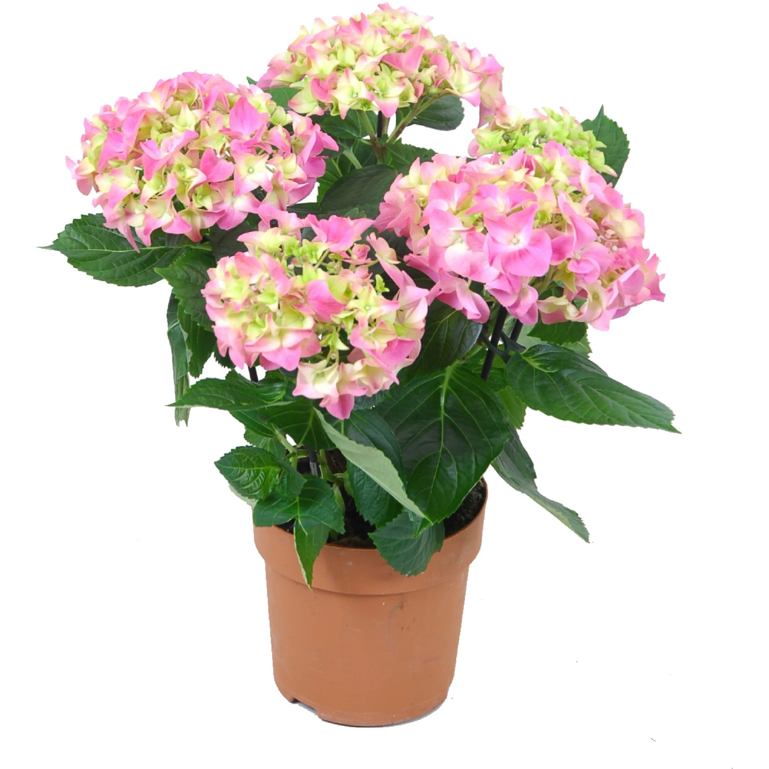 Ortensia da interni in vaso, vari colori, diametro vaso circa 14 cm, Hydrangea macrophylla.