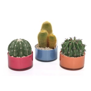 Tre diversi cactus in vasi colorati come piante da interno.